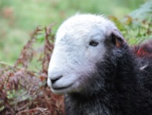 Herdwick sheep, near Langdale