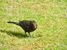Female blackbird gazing at dried mealworms